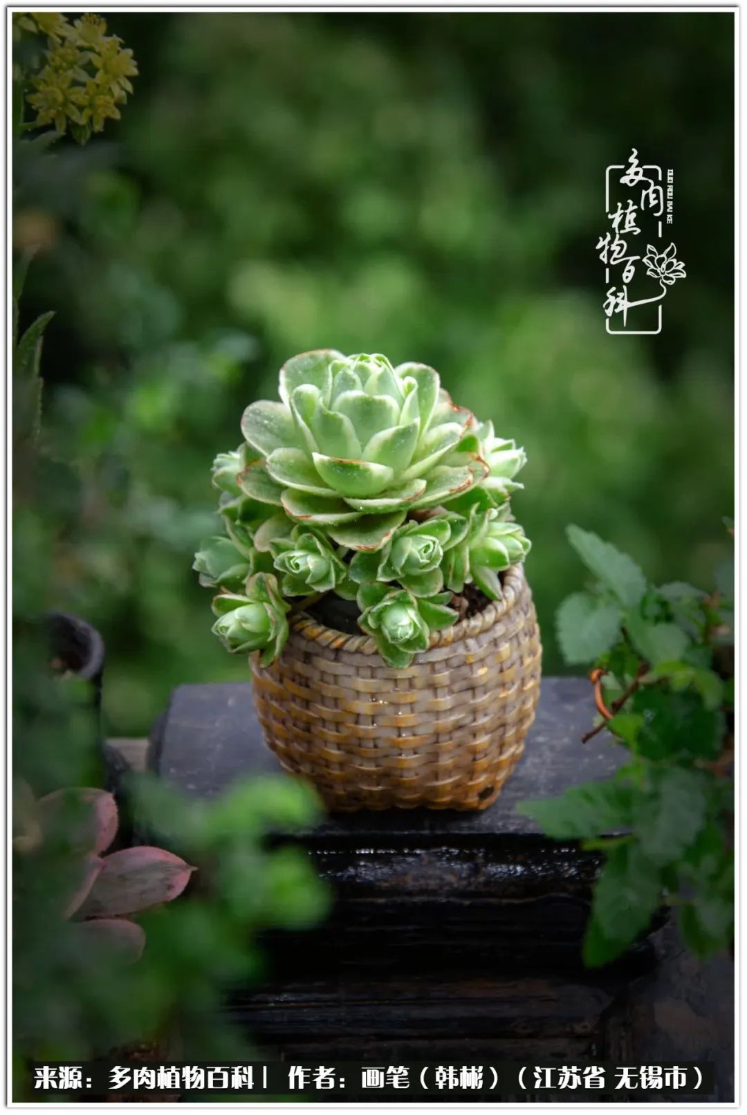 月满西楼别有一番滋味在心头,绿肥红瘦