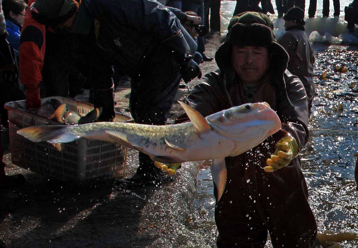 罗非鱼入侵河流泛滥成灾,吃货们解决不了,却在手术室栽了跟头?