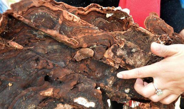 考古挖古墓挖出来自己的先人,考古学家挖古墓发现是自己家祖坟