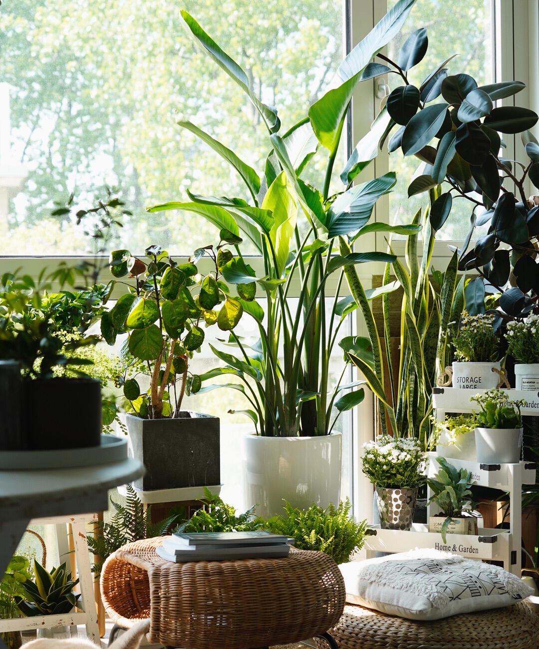 100种花能养在阳台上，50种开花的，40种绿植，10种蔬果