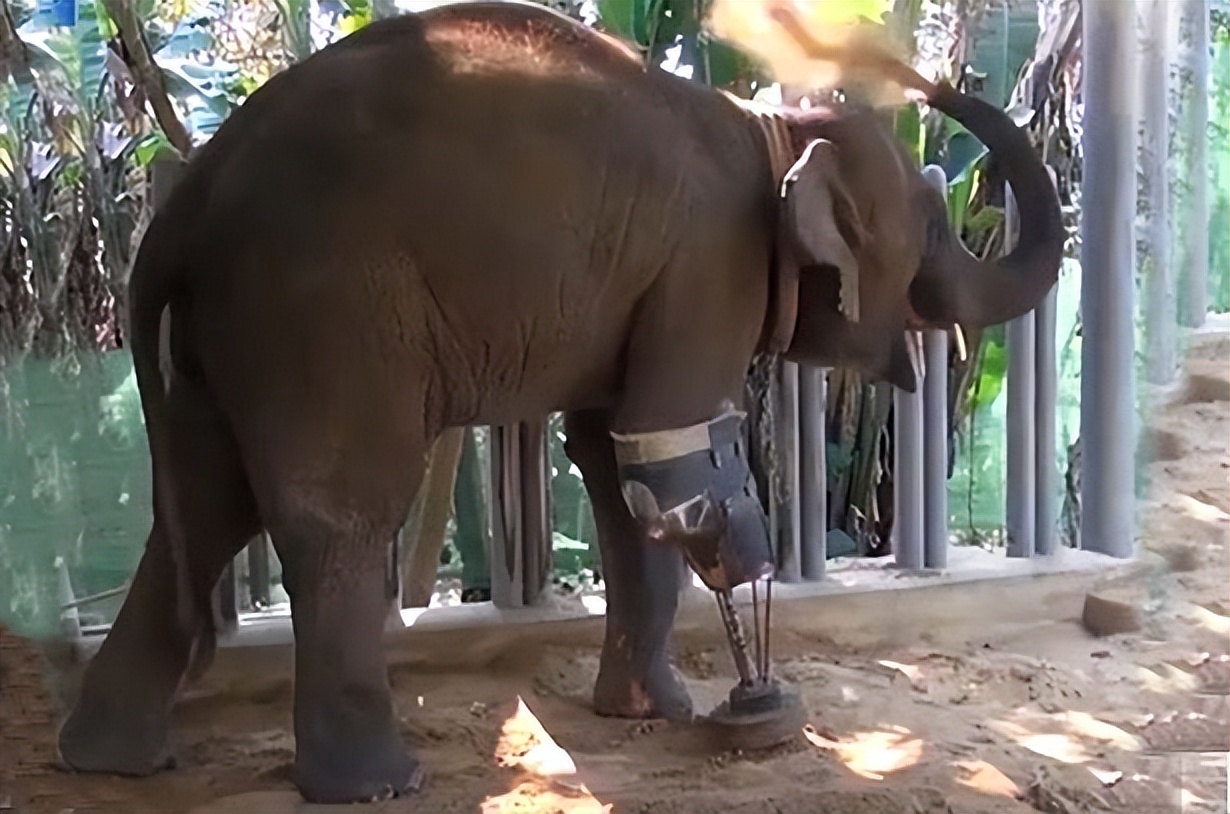 为什么马断了腿必须死,为什么马的腿一旦骨折会死呢