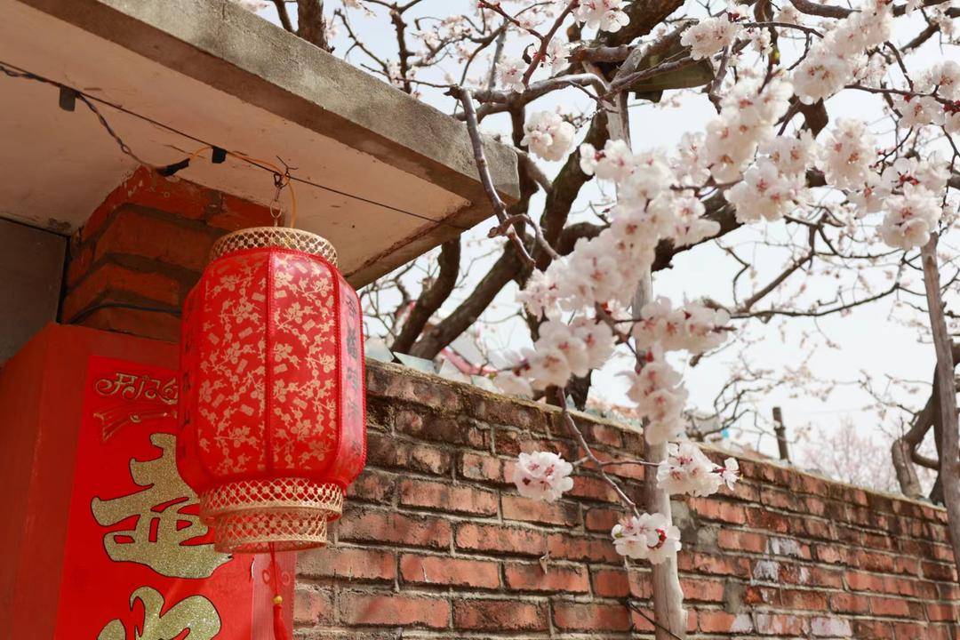 来山里看梅花,东港大孤山杏梅节直播