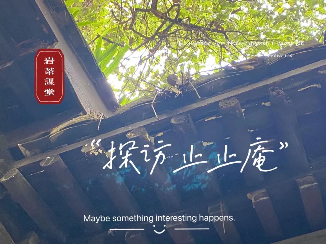 四大名枞白鸡冠岩茶一斤多少钱,岩茶白牡丹是什么茶