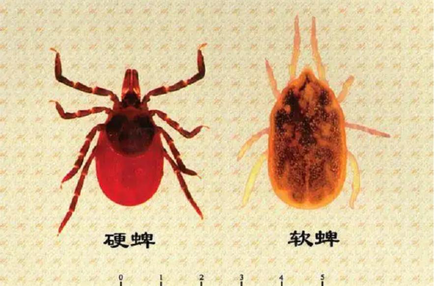 蜱虫会整个钻入身体吗,吸血蜱虫究竟有多可怕