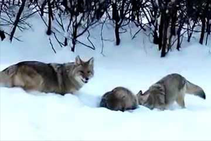 平头哥都怕的狼獾有多凶?一出生就被父母赶出门,狼群见它绕道走