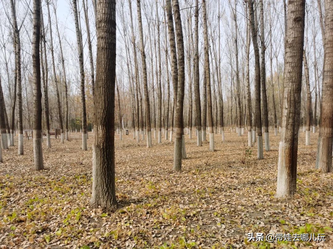 骑行国家森林公园,徒步骑行森林公园