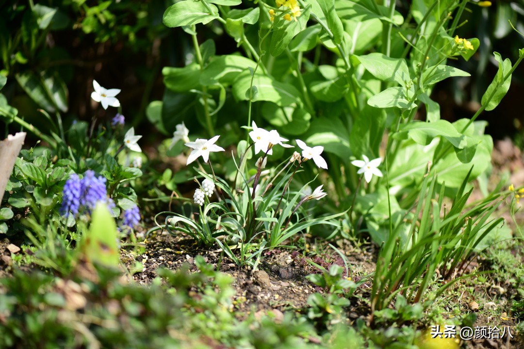 流放到菜地的花儿们，尽情绽放吧，不管在哪里｜园丁