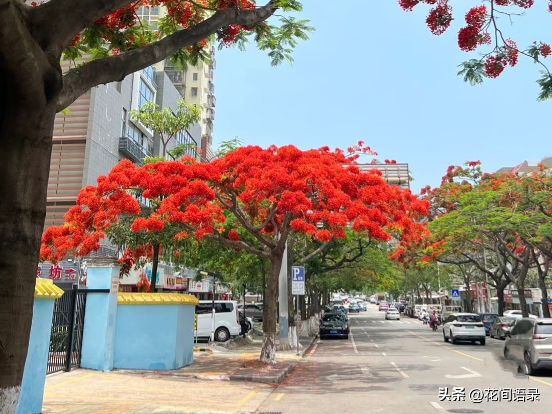 厦门路边一棵花，凭“超强花量”走红，被当地人评为“凤凰花王”