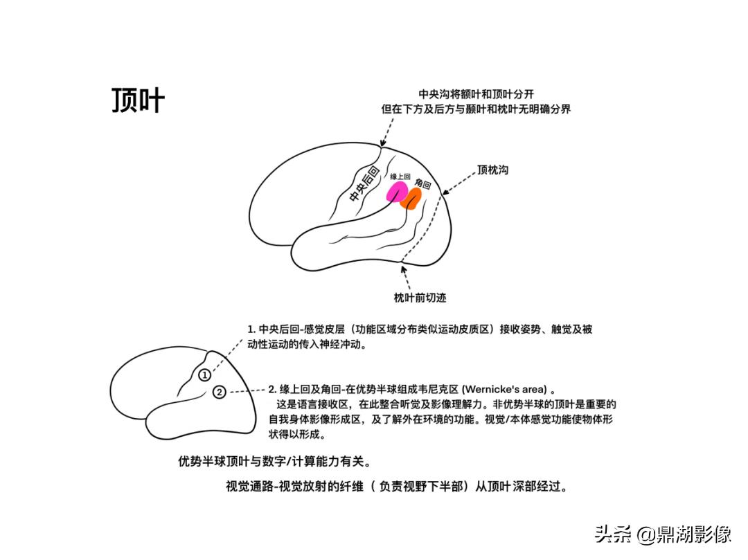 大脑皮层的解剖与定位,大脑解剖学习绘图笔记