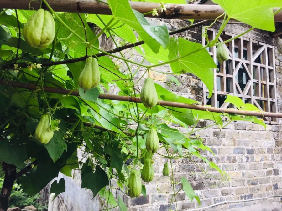 南瓜藤尖吃的好处,南瓜藤尖吃了有啥好处