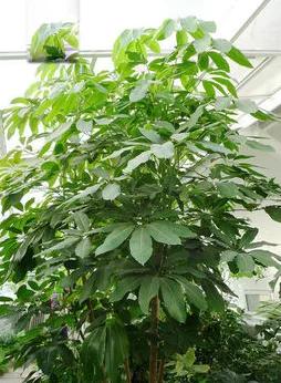 鸭脚木又叫鹅掌柴吗,鹅掌柴学名