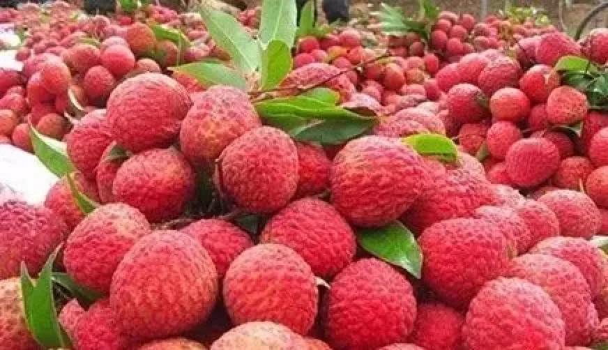 广州摘荔枝一日游最佳路线,从化自驾游荔枝采摘园