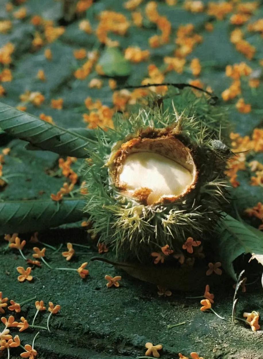 100首写秋天的诗词,中国最经典的100首古诗词描写秋天