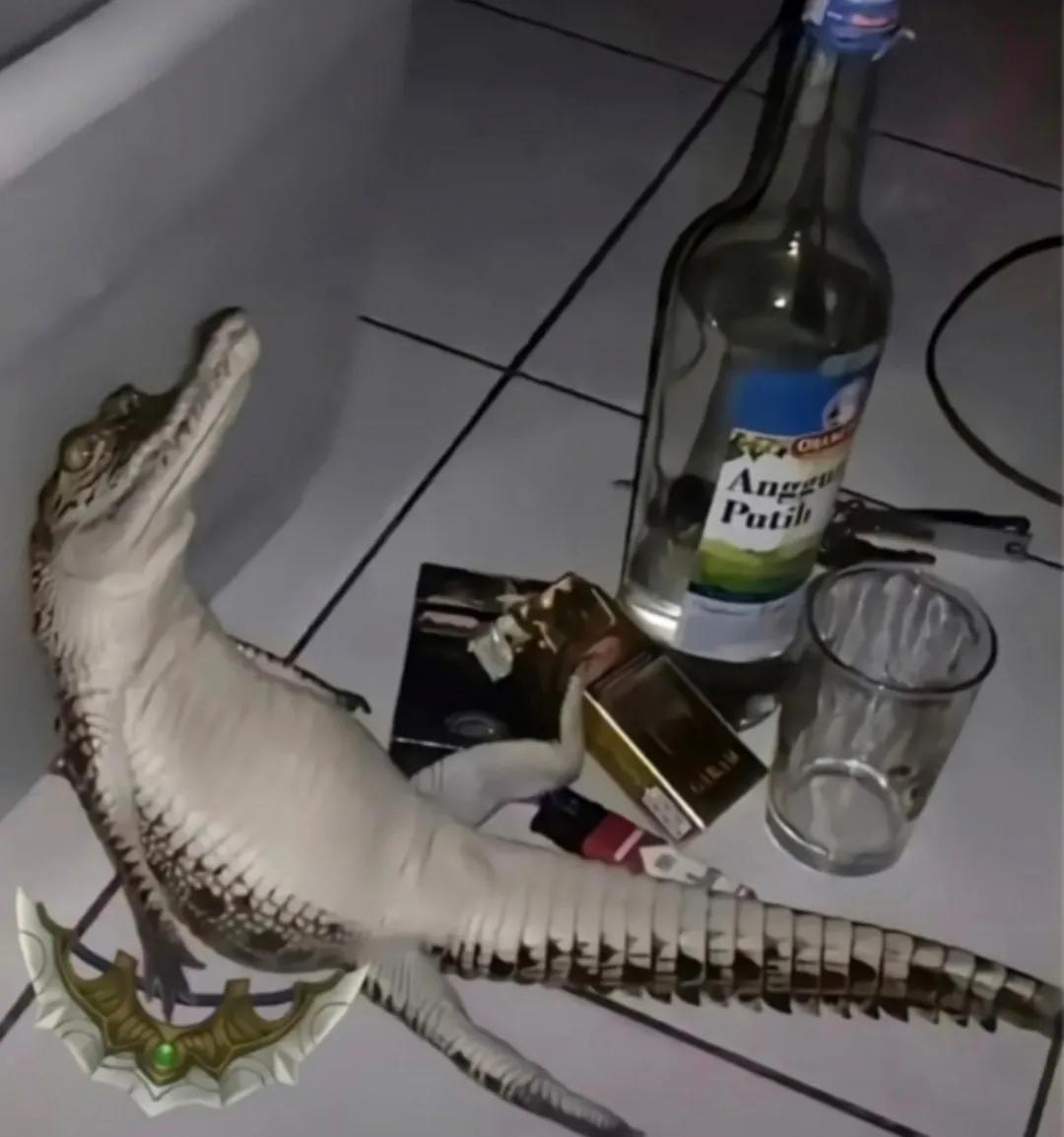 你见过哪些搞笑的视频,你看到过哪些有意思的头像