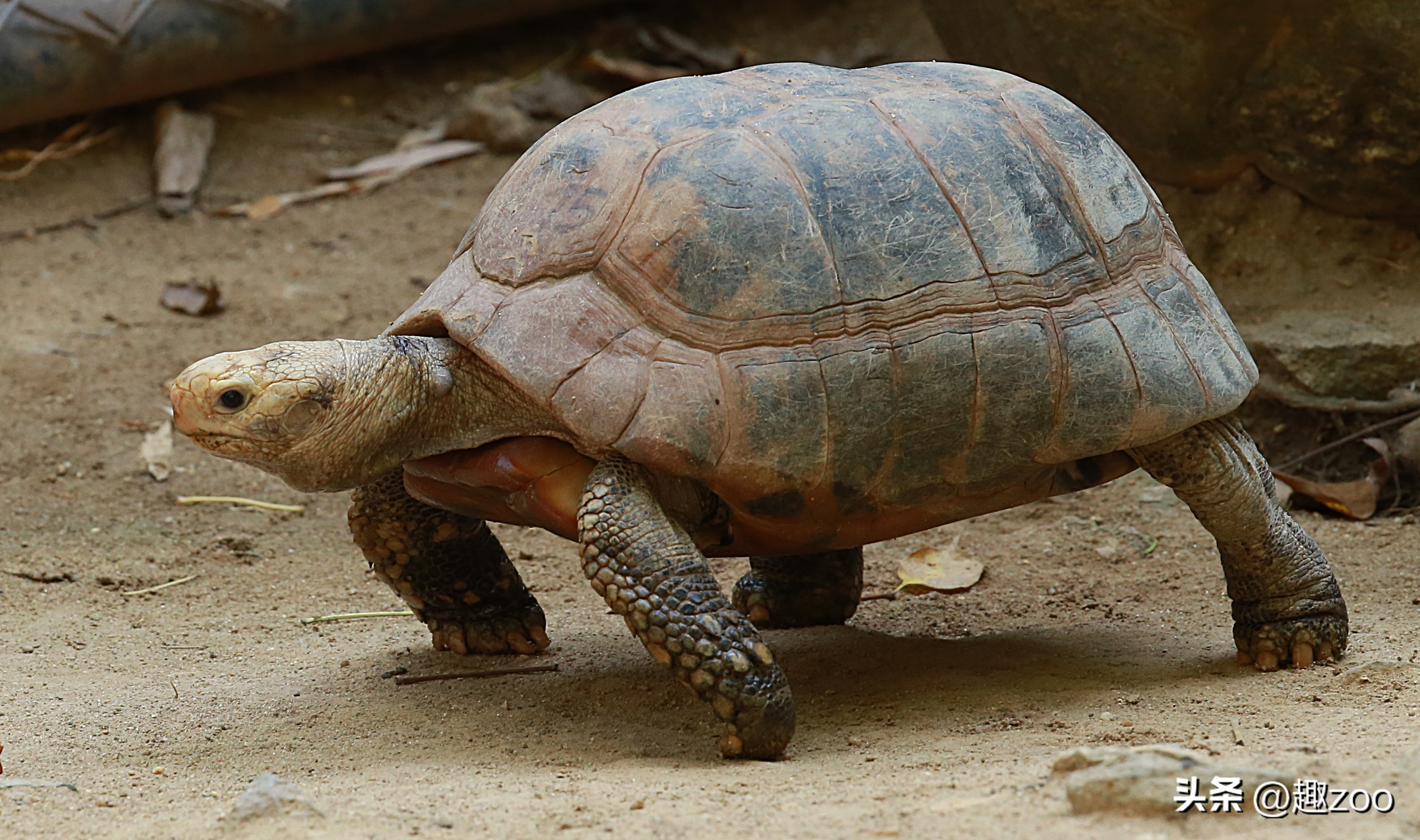 最好养的陆龟排名,十大最好养的陆龟