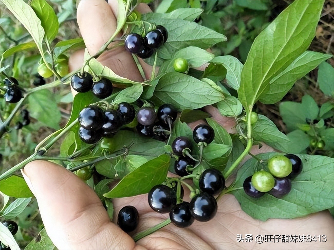 农村消失的水果,农村才能吃到的十种水果