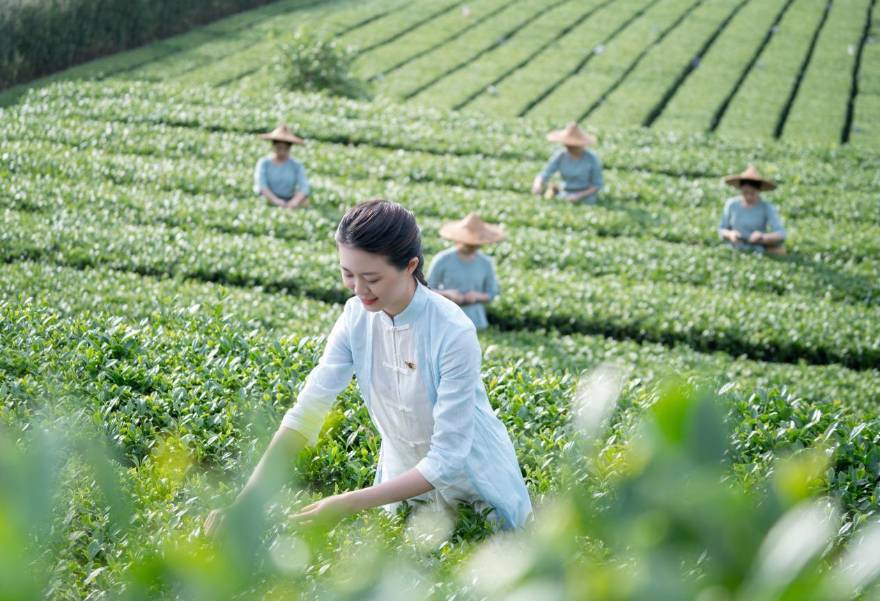 被皇帝赐名的茶叶,铁观音乾隆御品