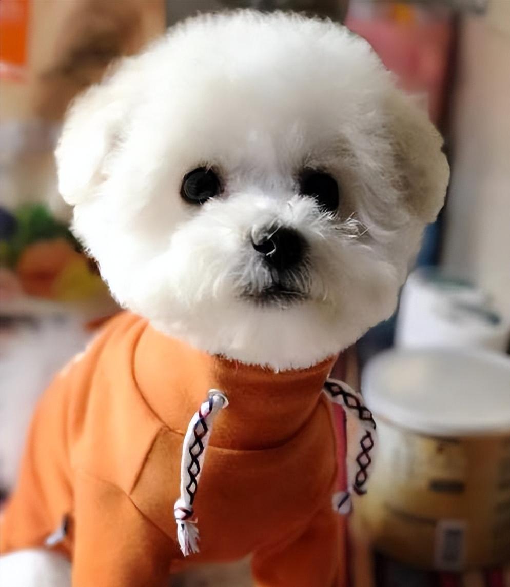 养比熊必知的100个知识笔记,养比熊前需要了解的7件事