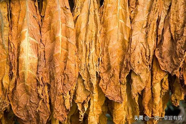 这些小时候的回忆你都经历过吗,儿时的记忆带给你满满的回忆