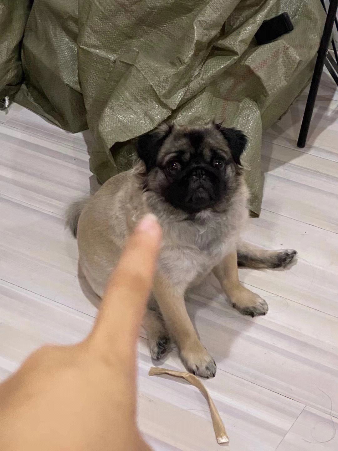 狗狗被打会有什么反应,狗被打的不敢动