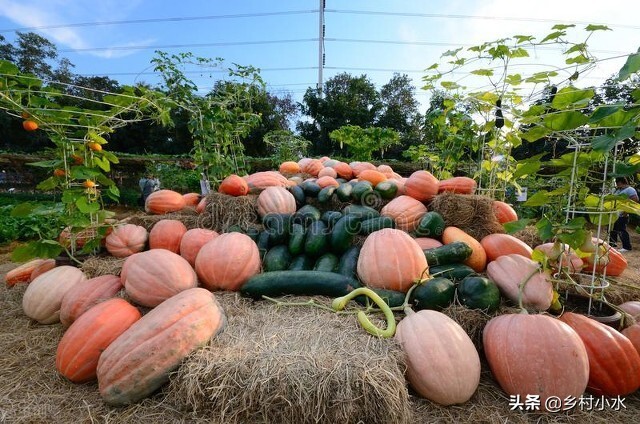 种南瓜怎么一结瓜就会掉,南瓜怎样种结瓜多