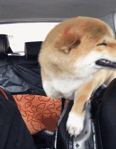 5种宠物店不推荐的狗便宜又好养,这3种狗很可怕有钱都不建议养