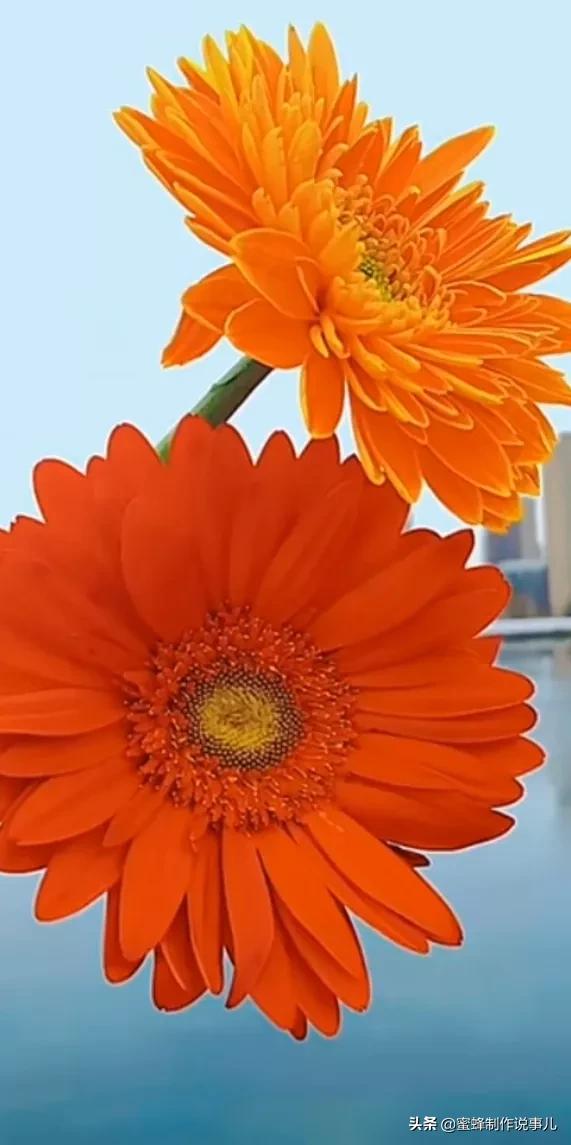 鸟语花香百花争艳让人陶醉,宁静祥和鸟语花香