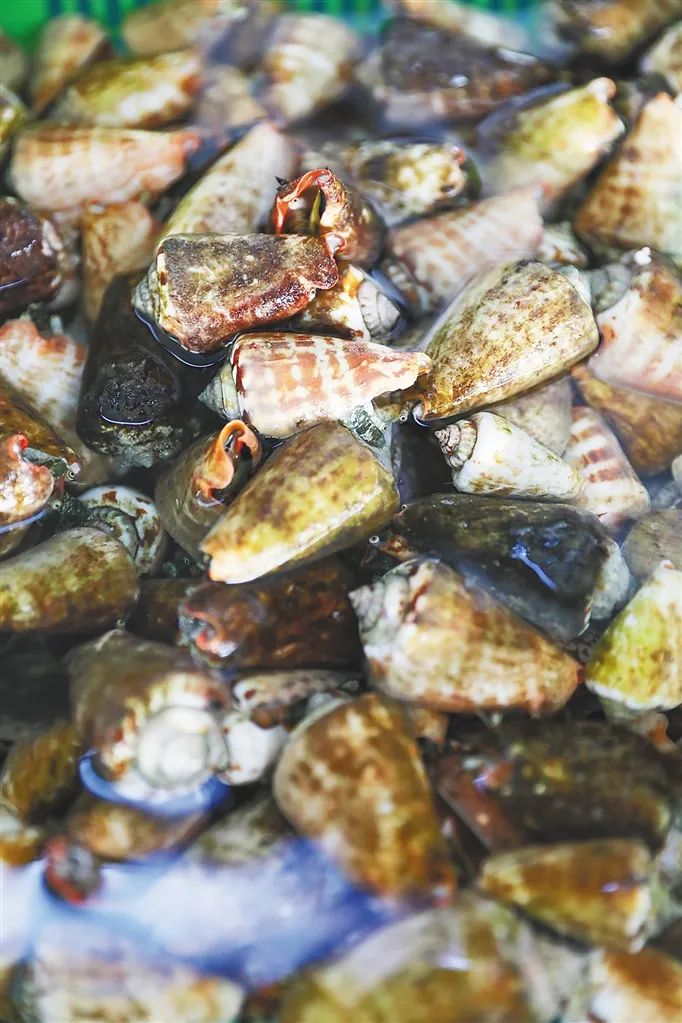 限量版的椰子螺,万宝螺和椰子螺