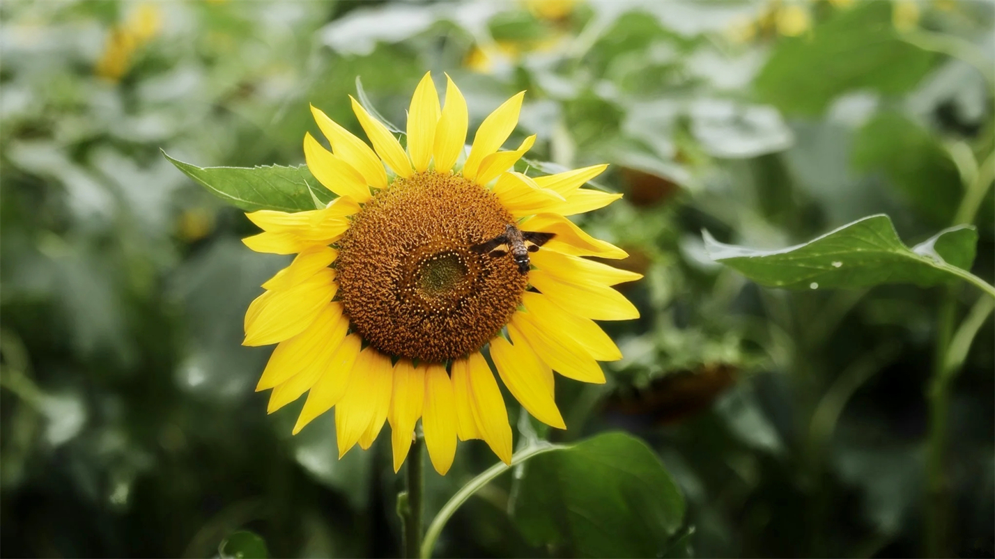 雨过天晴的惬意,雨过天晴很惬意的句子