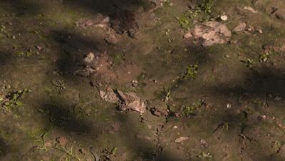 农村种梨销售,农村种梨怎么赚钱