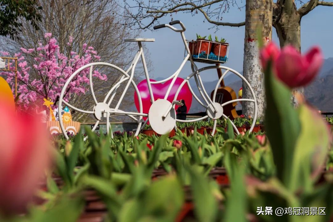 郁金香玫瑰花语是什么,金色郁金香花语和寓意