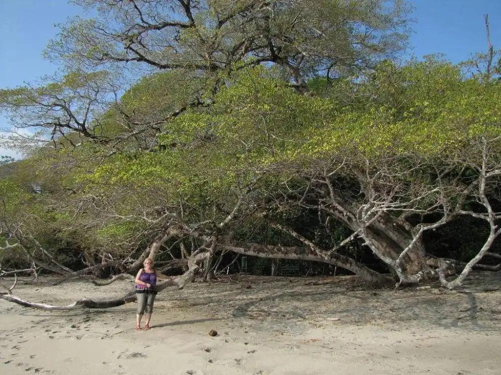 世界上最危险的十种树排行完整,史上最危险的4种树