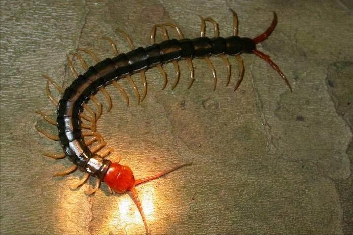 房间为什么有很多小蜈蚣,房间里出现小蜈蚣怎么办