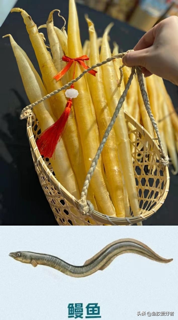 鱼胶的种类及对应图片,鱼胶的种类大全