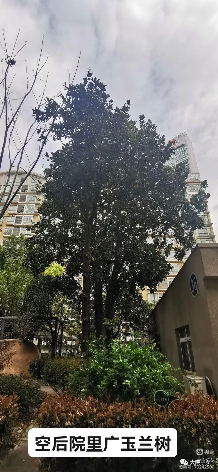 王平｜汉口解放大道99号（武空后大院）