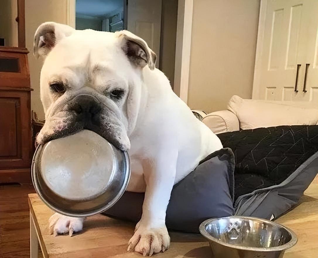 狗狗的生物钟怎么那么准时,狗狗赖床的正确方式