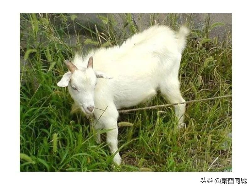 萧县伏羊节谁家最好,萧县伏羊汤哪里最正宗