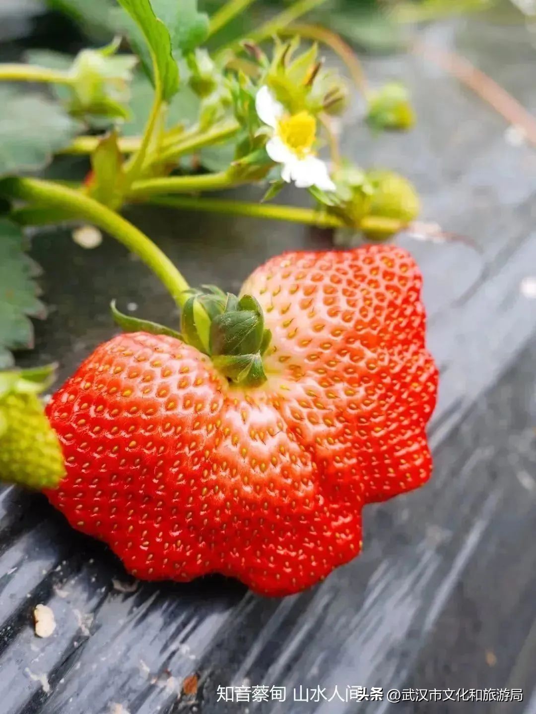 又红又大的草莓欢迎采摘,最近的草莓采摘在哪里