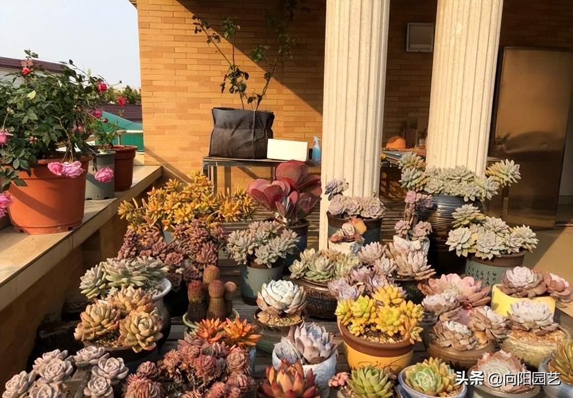 网购多肉有风险，最好“1物1拍”，避免被骗，不良商家太多