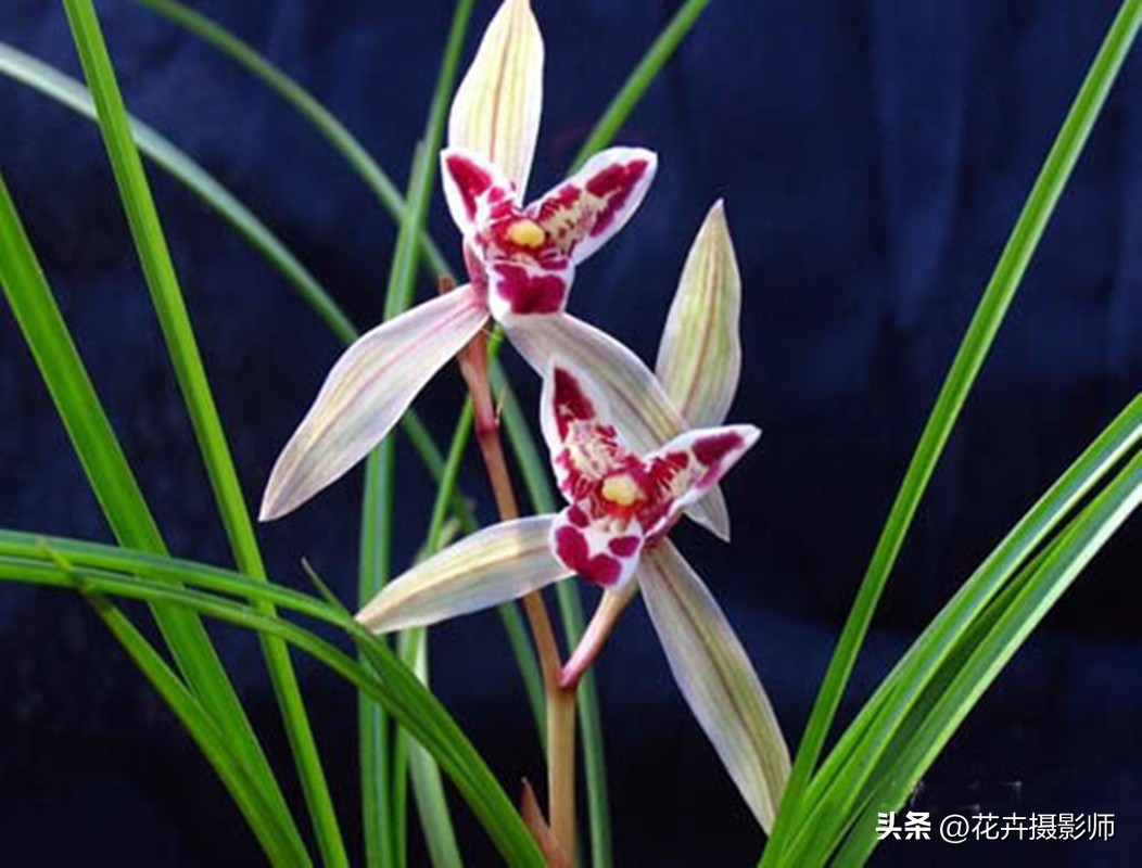 云南一姑娘，因为养了一盆“玉兔兰”走红，古香古色，确实很高级