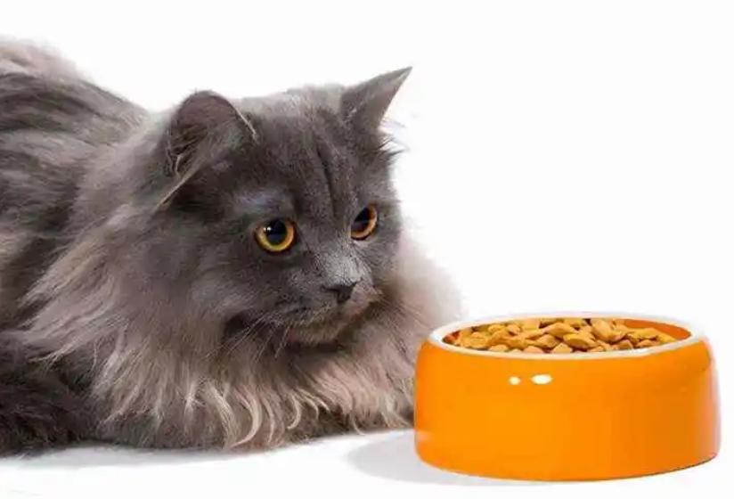 猫咪手术后不喝水不吃东西怎么办,猫咪走丢两天回来无精打采只喝水