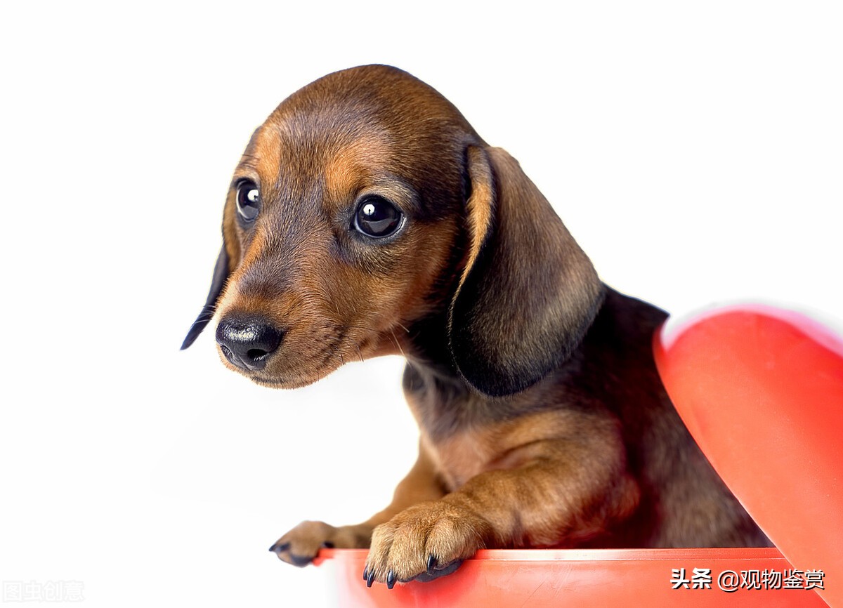 狗的毛色是什么样子的,狗的不同毛色是什么