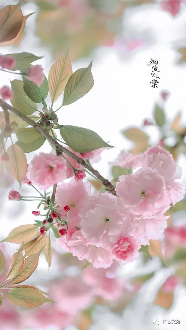 夏花灿烂,青梅煮酒,愿你淡看尘世沧桑,内心安然无恙