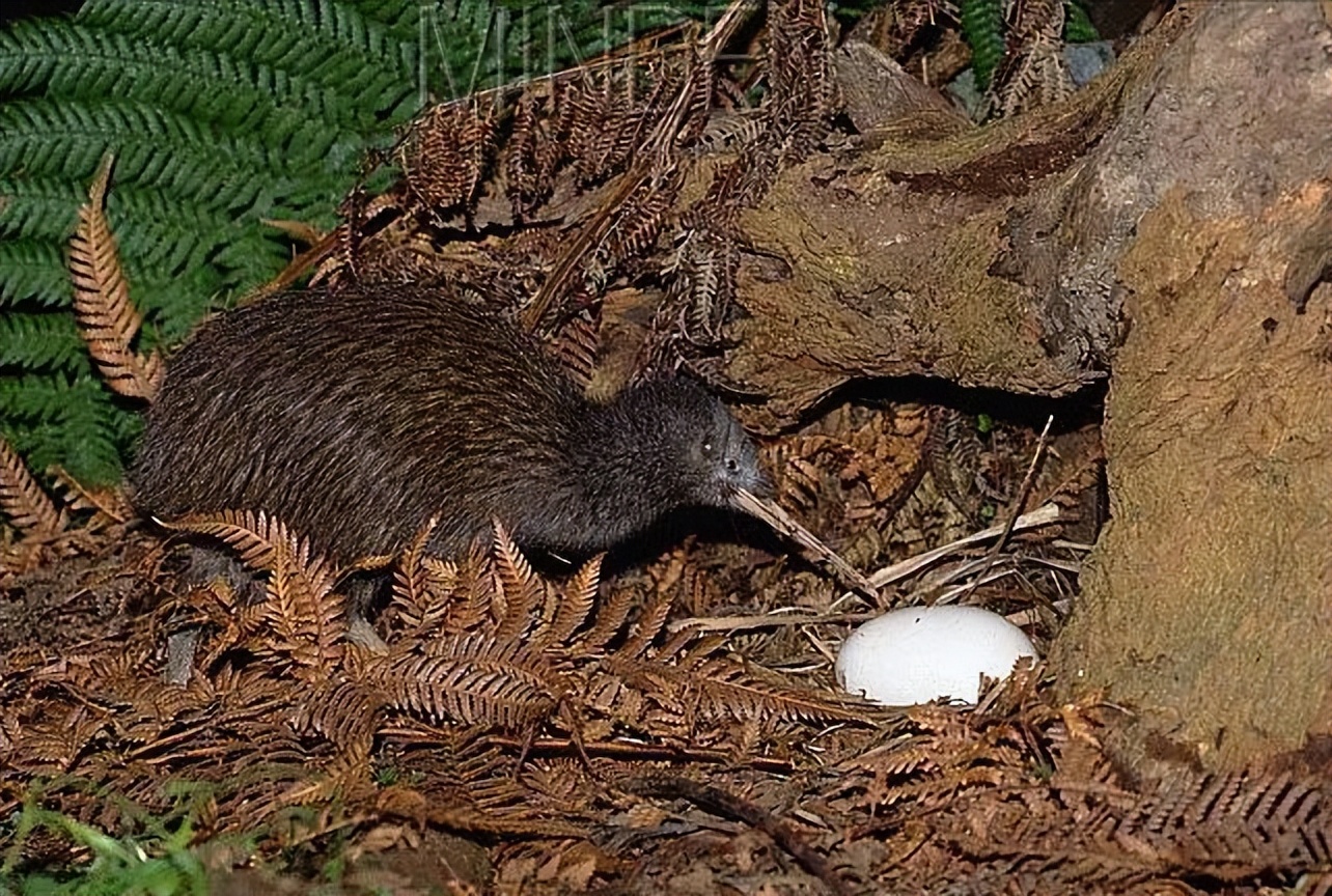新西兰的几维鸟属于什么类型,新西兰的几维鸟有什么样的形态