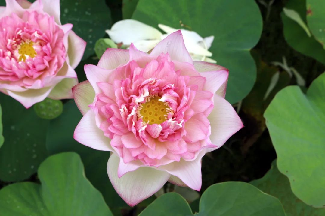 绝美的荷花品种大全图集,超好看荷花品种大型荷花