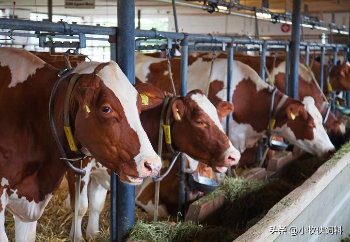 养牛哪个牌子预混料最好,养牛浓缩料用哪一种好