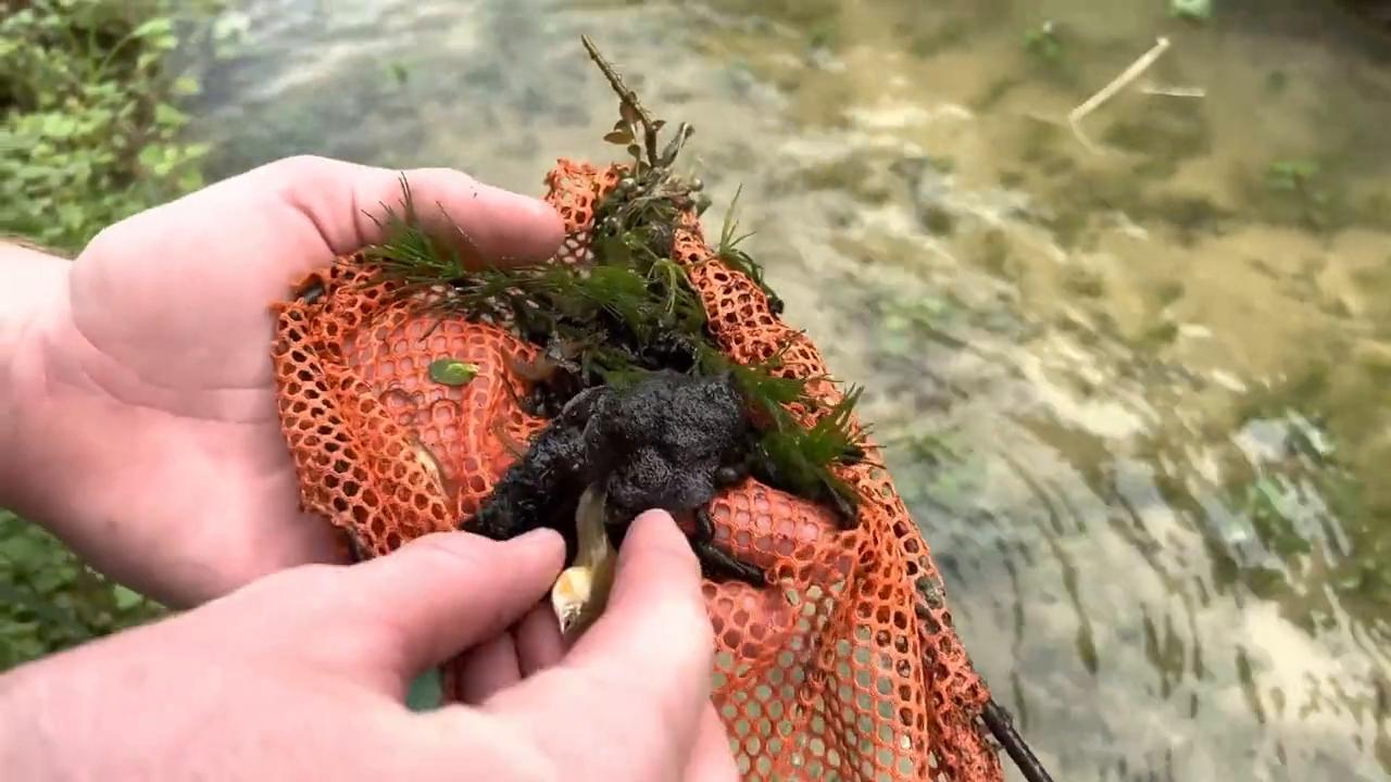 金龙鱼对缸外做咬人状是为什么,金龙鱼咬人被炖