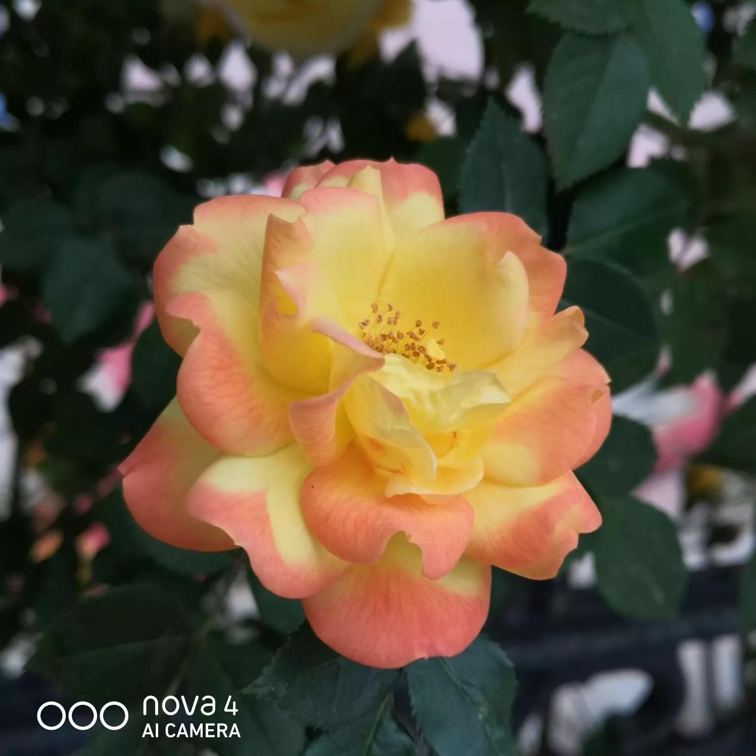 月季品种醉花,月季品种大全及图片欣赏