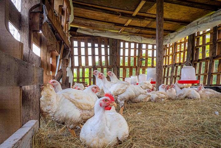 蛋价飞涨下，美国人各出奇招：有人*私走**鸡蛋，有人自己养鸡