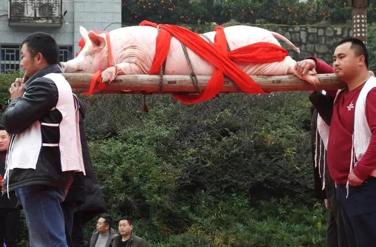 生态猪的养殖技术和方法,生态猪的养殖方法和销量